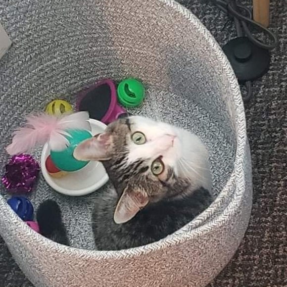 Meet your Posher, Sylvie - Picture 1 of 1